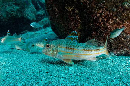 Red mullet (Mullus surmuletus) on sandy seabed at Tabaiba, Tenerife