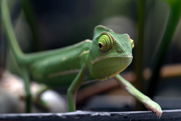 Baby veiled chameleon on a tree branch