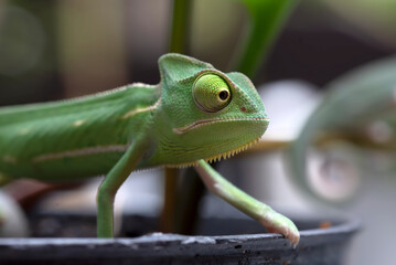 Baby veiled chameleon on a tree branch