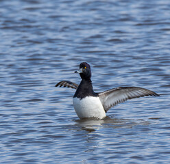 Fototapeta premium Tufted Duck swimming on wetland
