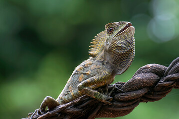 Close up photo of a Forest dragon lizard 