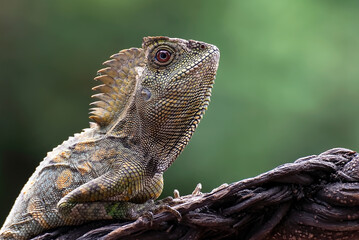 Close up photo of a Forest dragon lizard 