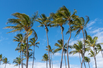Palm trees blowing in wind in blue sky