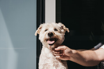 Happy smiling dog enjoying sunshine on the balcony, owners hand petting him.
