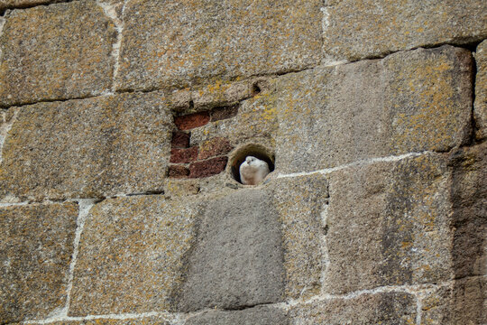 Old Cornish stone wall with Bird Nesting.