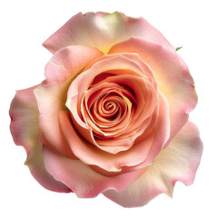 Peach Pink Rose with Transparent Background