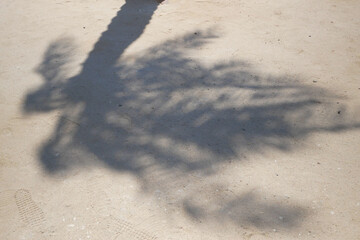the shadow of a palm leaf moving in cast on a smooth sand background. Creative minimal layout, top view composition.