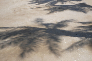 the shadow of a palm leaf moving in cast on a smooth sand background. Creative minimal layout, top view composition.