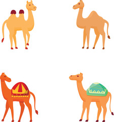 Cartoon camel icons set cartoon vector. Different type of camel with saddlery. Desert animal