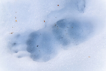 fresh badger, mele mele, tracks in the snow © DoreenB. Photography