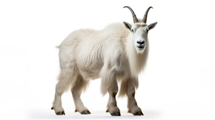 Mountain Goat isolated on white background