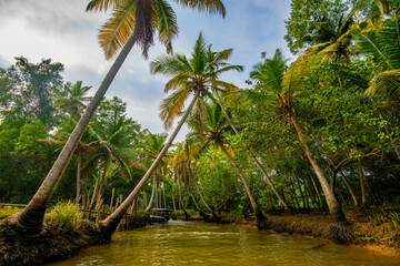 Tilted Coconut Palms Over Backwater Pathway in Kovalam, Kerala, India