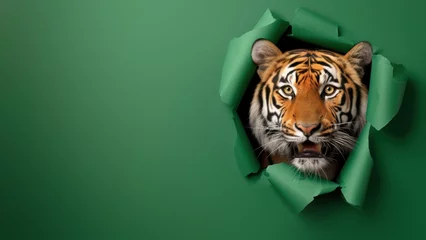 Foto op Plexiglas Artistic image showcasing a tiger poking its head through a torn green paper, suggesting curiosity and exploration © Fxquadro
