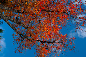 A low-angle view looking up at a red and orange tree with a blue sky in the background during autumn
