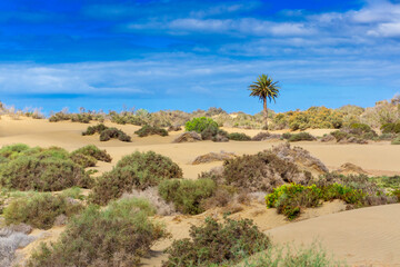 Maspalomas Dunes on Gran Canary Island Spain.