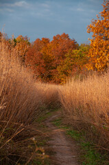 Fototapeta na wymiar A colorful trail in a grass field with a forest in the background during Autumn at sunset
