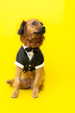 funny picture of dog dressed in butler suit with distrustful look. on yellow background with copy space
