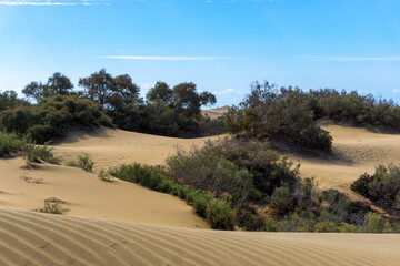 Fototapeta na wymiar Maspalomas Dunes on Gran Canary Island Spain.