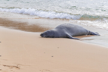 Monk seal sleeping on sandy beach near ocean - 761676791