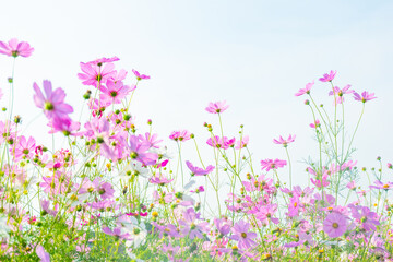 Pink cosmos flowers full blooming in summer garden,Field of cosmos flower on blue sky background,Selective focus.