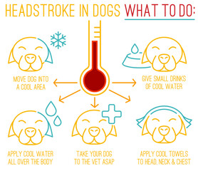 Dog heat stroke. What to do. Medical infographic. - 761677379