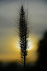 puszysty kłos trawy na tle zachodzącego słónca, fluffy grass ear in sunset backlight against dark background. Backlit image. Kłos rozplenica japońska (Pennisetum alopecuroides)  © kateej