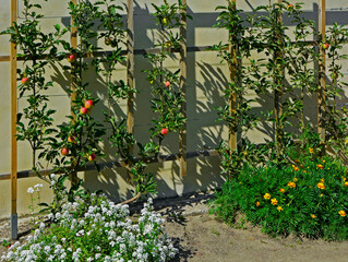 jabłoń Spalier na ścianie w ogrodzie, drzewo Malus Spalier, jabłoń i rośliny ozdobne	
