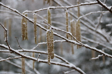 Haselnussblüten am Baum der Haselnuss im Winter mit Schnee - 761677599