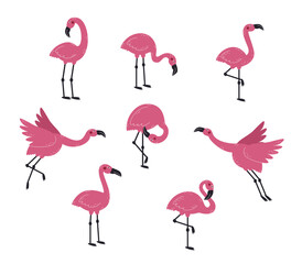 Pink flamingos collection in different poses. Exotic birds isolated on white background