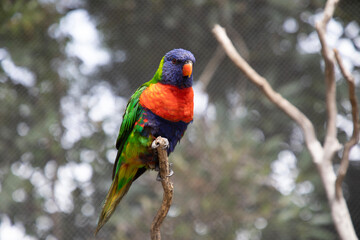 Naklejka premium rainbow lorikeet perched on a branch