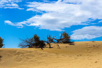 Maspalomas Dunes on Gran Canary Island Spain