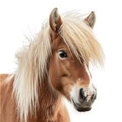 Pony , isolated on transparent background