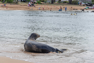 Monk seal basking on beach near tourist spot and swimmers in ocean