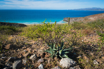 Baja California Sur famous beach balandra travel destination trekking and snorkelling near la paz 
