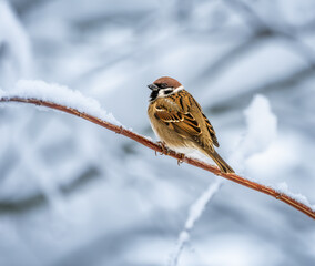 Sparrow sitting on a snow covered bush - 761681310