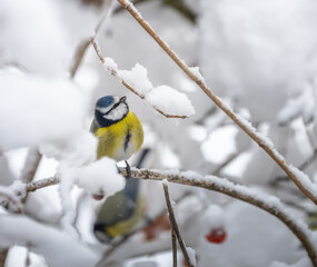 Blue tit bird sitting on a snow covered apple tree - 761681347