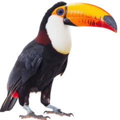 Foto op Aluminium Toucan , isolated on transparent background © b13