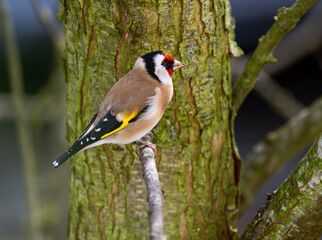 European goldfinch sitting on a branch