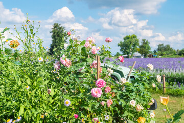 Pink rose in the field against sky in summer garden,Pink and Yellow Rose flower on background,bright sun summer landscape background,holiday sunny day,space for text.