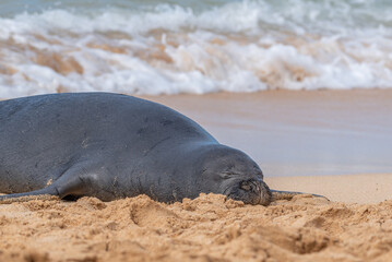 Monk seal sleeping on sandy beach near ocean