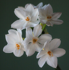 Beautiful, still life close-up of paperwhite narcissus flowers, highlighted in soft, natural light. 