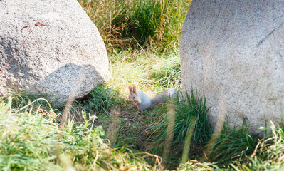 a small grey squirrel between large grey stones