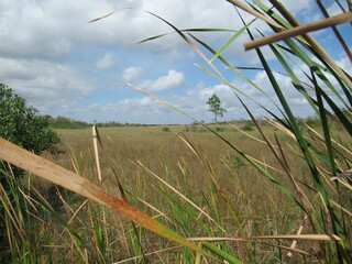 Freshwater Prairie, Mahogany Hammock Trail, Everglades National Park, Florida