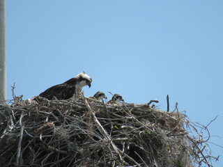 Osprey Nest with parent and young against a blue sky, Everglades, Florida