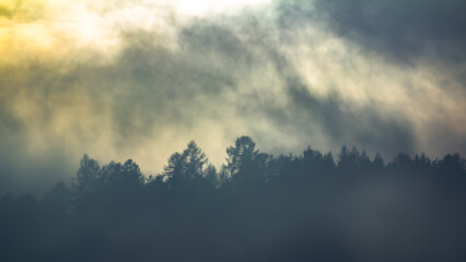 The silhouette of trees emerging from the fog through which sunlight penetrates.