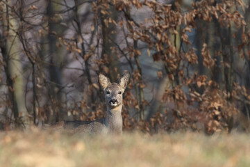 Roe deer standing behind the hill. In the background is a beech forest.