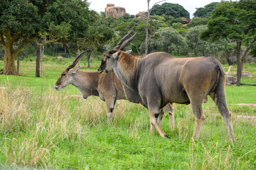 Male and female eland antelopes in a nature reserve in Zimbabwe