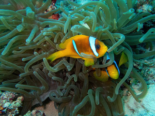 Clownfish in the coral reef during a dive in Bali