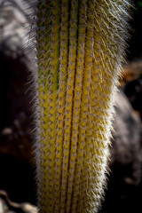 Different Cactus Plants on Gran Canaria Island Spain.