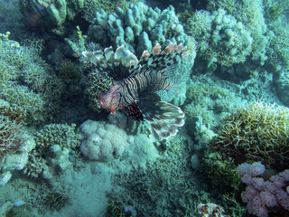 Naklejka na ściany i meble Pacific lionfish in the coral reef during a dive in Bali
